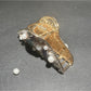Beau hair clip displayed on a sandy beach setting with seashells