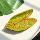 Beau - Acetate Leaf Hair Claw Clip