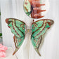 Beau butterfly hair claw clip on white background showing full profile