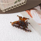 Beau - Butterfly Hair Claw Clip