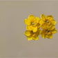 Beau - Elegant Peach Blossom Hair Clip