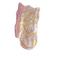 Beau - Cute Cat Acetate Hair Claw Clip