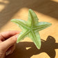 Beau - Pastel Toned Starfish Claw Clip