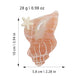 Beau - Cute Conch Shape Glossy Claw Clip