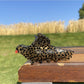 Beau - Bird Acetate Claw Clip
