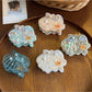 Beau - Acetate Starfish Glossy Claw Clip