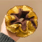 Gifty - Yellow Polka Dot Knitted Scrunchie