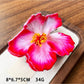 Beau hibiscus claw clip in natural light emphasizing lifelike flower details