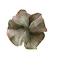 Gifty - Sheer Floral Mesh High Elastic Hair Tie Scrunchie