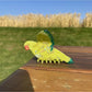 Beau - Bird Acetate Claw Clip