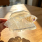 Beau - Playful Fish Motif Acetate Claw Clip