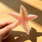Beau - Pastel Toned Starfish Claw Clip