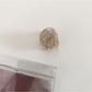 Beau - Mini Octopus Shaped Hair Claw Clip